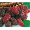 Саженец ежемалины Логан Берри (Loganberry): фото и описание