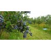Саженец голубики Джерси (Jersey): фото и описание