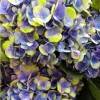 Саженец гортензии крупнолистной Меджикал Аметист Блю (Magical Amethyst blue): фото и описание