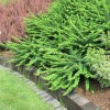 Саженцы барбариса неплодоносящего Грин Карпет (Green Carpet) - 5 шт.: фото и описание