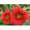 Саженец лилейника Силоам Рэд Той (Siloam Red Toy): фото и описание