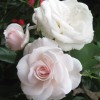 Саженец парковой розы Аспирин Розе (Aspirin Rose): фото и описание