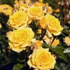 Саженец миниатюрной розы Йеллоу Клементин (Yellow Clementine): фото и описание