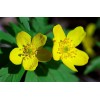 Луковица анемоны Лютичная (Ranunculoides): фото и описание