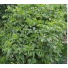 Саженец бузины чёрной Вариегата (Variegata): фото и описание