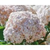 Саженец гортензии древовидной Кандибелле Маршмэллоу (Candybelle Marshmallow): фото и описание