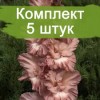 Луковицы гладиолуса Шоколадница - 5 шт.: фото и описание