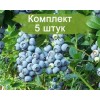 Саженцы голубики Нортленд (Northland) - 5 шт.: фото и описание