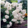 Саженцы гортензии метельчатой Грандифлора (Grandiflora) - 5 шт.: фото и описание