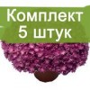 Саженцы хризантемы мультифлора Джаклин пинк (Jacqueline Pink) (Сиреневая) - 5 шт.: фото и описание