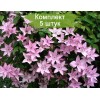 Саженцы клематиса Хегли Хайбрид (Hagley Hybrid) - 5 шт.: фото и описание