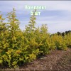 Саженцы Пузыреплодника калинолистного Лютеус (Luteus) - 5 шт.: фото и описание