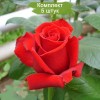 Саженцы чайно-гибридной розы Каролла (Corolla) - 5 шт.: фото и описание