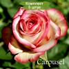 Саженцы чайно-гибридной розы Карусель (Carousel) - 5 шт.: фото и описание