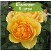 Саженцы штамбовой розы Эмбер Куин (Amber Queen) - 5 шт.: фото и описание