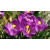 Луковица крокуса крупноцветкового Флауэр Рекорд (Flower Record) : фото и описание