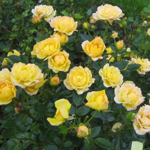 Роза Еллоу Фейри (Yellow Fairy) (почвопокровные)