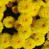 Саженец хризантемы мультифлора Яхо Голд (Yahou Golden) (Желтая): фото и описание