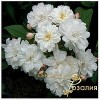Саженцы розы штамбовой (3 шт.) Роза Франсин Остин (Francine Austin): фото и описание