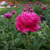 Саженец пиона Cherry royal (Черри роял): фото и описание