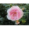 Саженец канадской розы Морден Блаш / Моден Блаш / Модэн Блаш (Morden Blush): фото и описание